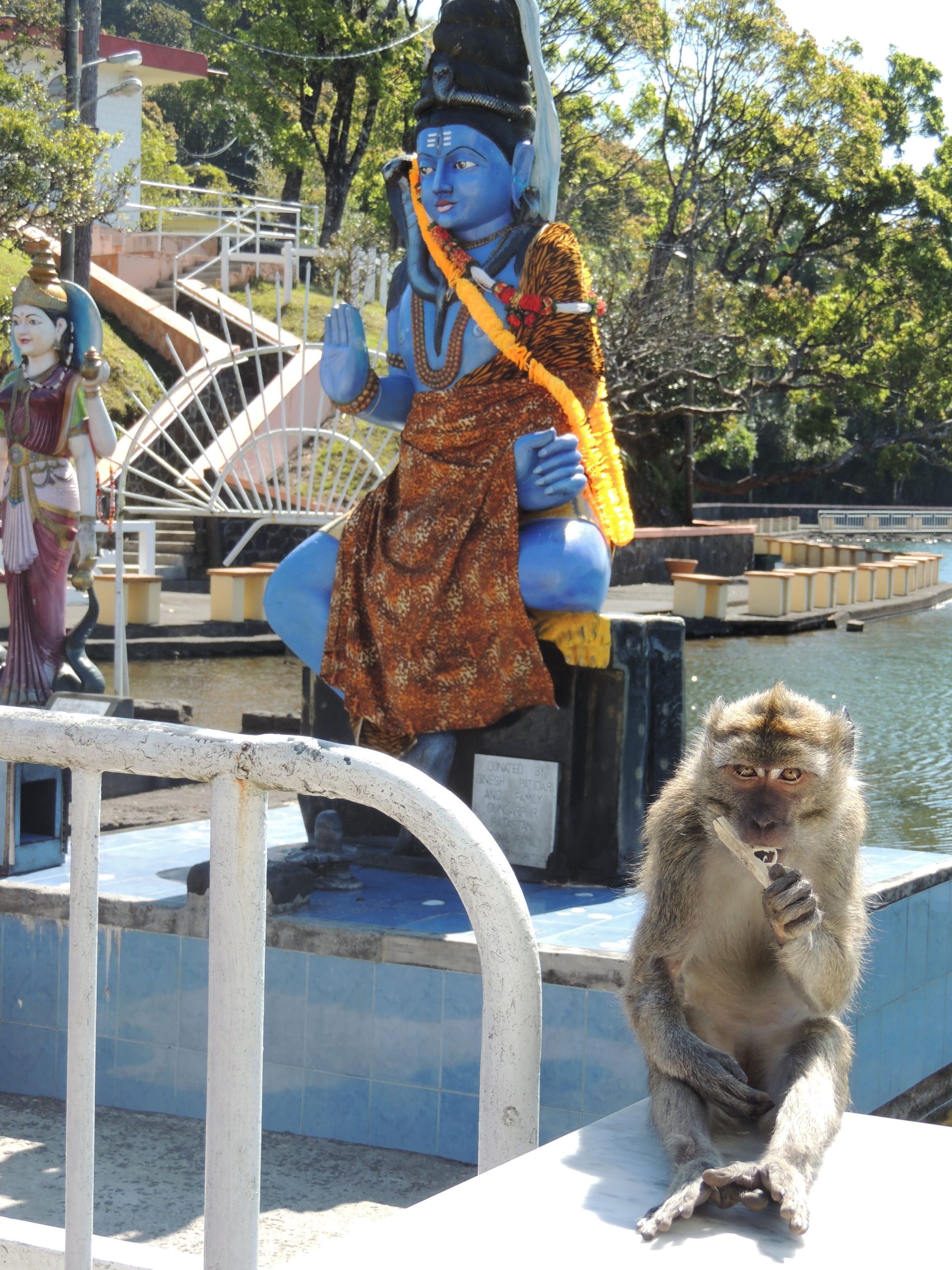 Mono en templo indu comiendo fruta